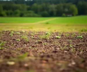 Działka Rolna Z Warunkami Zabudowy Cena